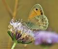 Coenonympha_pamphilus_bg5819