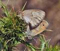 Coenonympha_pamphilus_bg6279