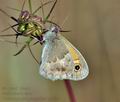 Coenonympha_pamphilus_bg7095