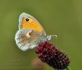 Coenonympha pamphilus bu5440