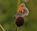 Coenonympha pamphilus bu5471