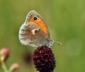 Coenonympha pamphilus bu5487