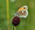 Coenonympha pamphilus bu5498