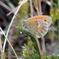 Coenonympha_pamphilus_d3553