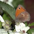 Coenonympha_pamphilus_da7619