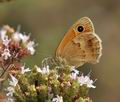 Coenonympha_pamphilus_jd0169