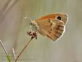 Coenonympha_pamphilus_jd0194