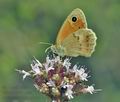 Coenonympha_pamphilus_jd0211