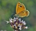 Coenonympha_pamphilus_jd0215