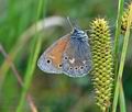 Coenonympha tullia bu1362