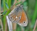 Coenonympha_tullia_cj8598