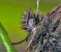 Coenonympha_tullia_cj8603s