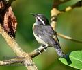 Coereba_flaveola_md0049