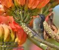 Coereba_flaveola_md0536