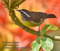 Coereba_flaveola_md0606