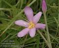 Colchicum_autumnale_a6073