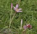 Colchicum_autumnale_a6085