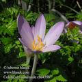 Colchicum_autumnale_eb4558