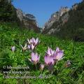 Colchicum_autumnale_eb4562