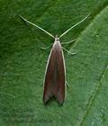 Coleophora_albella_ct1404s