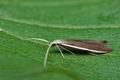 Coleophora_albella_ct1434s