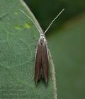 Coleophora_albella_ja2482s