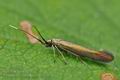 Coleophora_alcyonipennella_bm0985