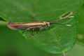 Coleophora_alcyonipennella_bs7822