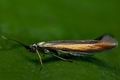 Coleophora_alcyonipennella_cd3183s