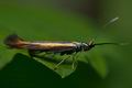 Coleophora_alcyonipennella_cd3207s