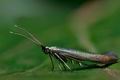 Coleophora_alcyonipennella_cd3410s