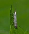 Coleophora_anatipennella_jd8933s