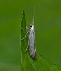 Coleophora_anatipennella_jd8933s