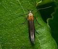 Coleophora_basimaculella_j7683s