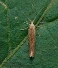 Coleophora_clypeiferella_cx8424s