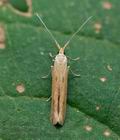 Coleophora_clypeiferella_cx8496s