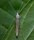 Coleophora_conspicuella_cs9773s