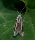 Coleophora_eupreta_jh8064s