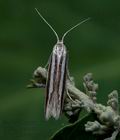 Coleophora_eupreta_jh8111s