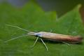 Coleophora_gallipennella_ck5759s