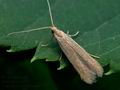 Coleophora_lutipennella_cd2156s