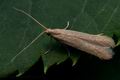 Coleophora_lutipennella_cd2163s