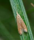 Coleophora_lutipennella_cd7463s