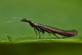 Coleophora_mayrella_cu6413s