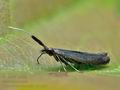 Coleophora_mayrella_cv1221s