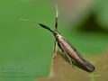 Coleophora_mayrella_cv1242s