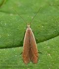 Coleophora_milvipennis_jb9860s
