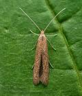 Coleophora_sternipennella_jb7244s