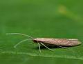 Coleophora_sternipennella_jb7257s