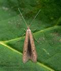 Coleophora_sternipennella_jb8114s